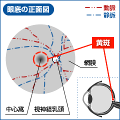 房水の流れ(健康な目の場合)